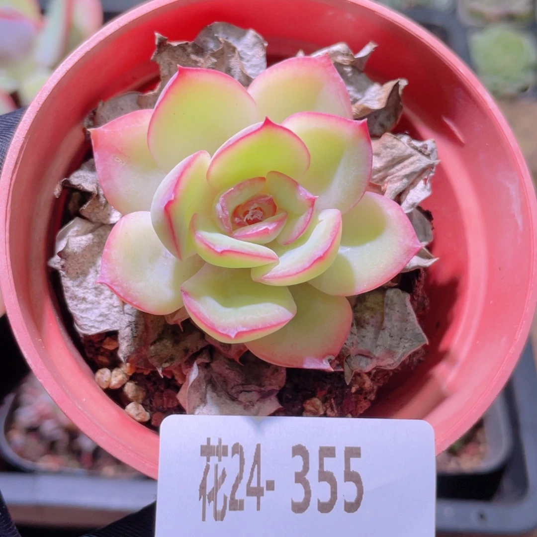 花利美24-355晨露