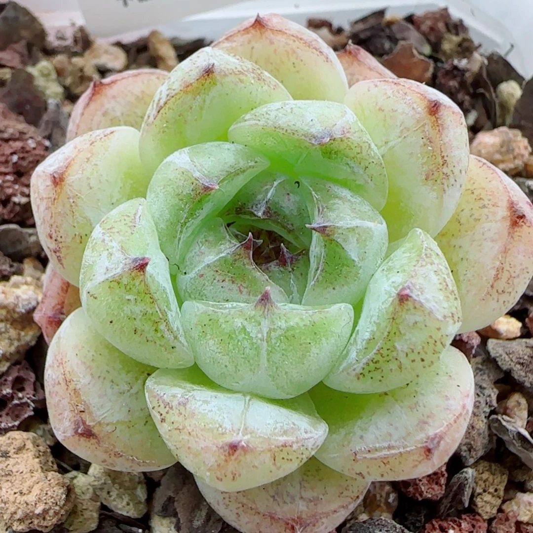 花语逸镜0924-111白水晶玫瑰