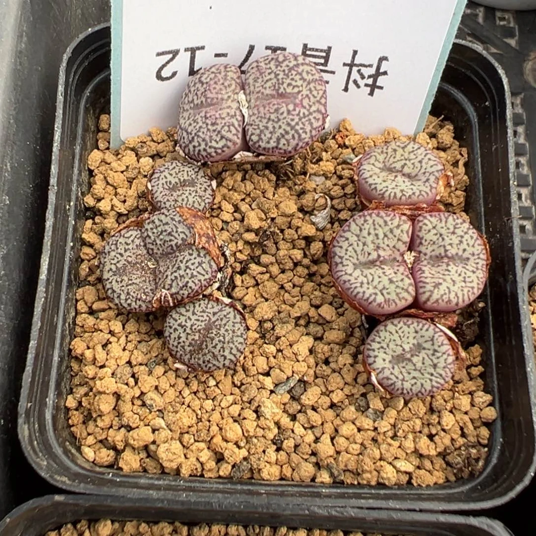 17-12密文安贞多肉植物