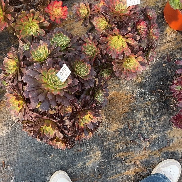 江****姐1.19:48.49烟花两颗多肉