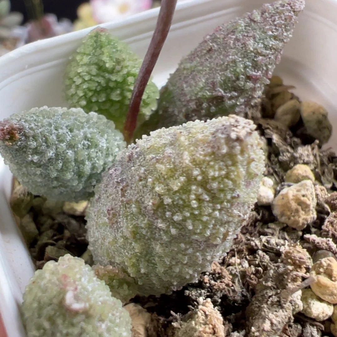 无花朵实生新品多肉植物水泡多肉植物