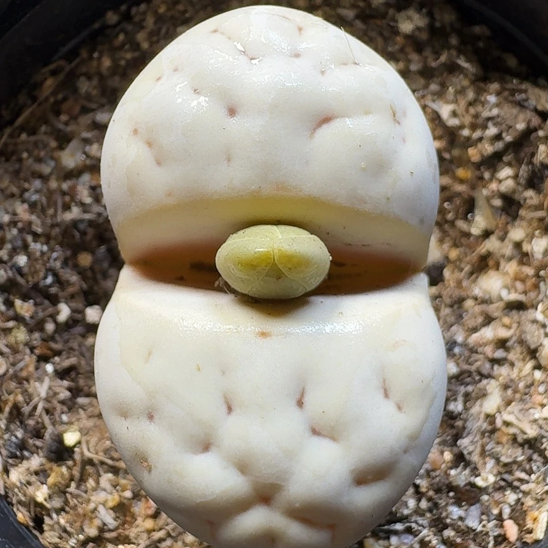 生石花111111。   256