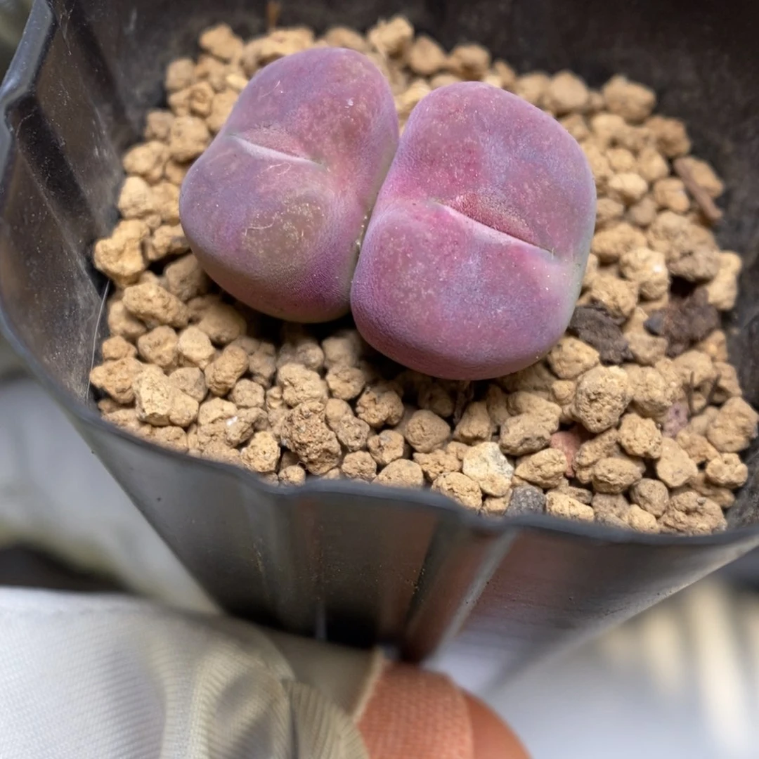 多肉植物肉锥杂交K-3627