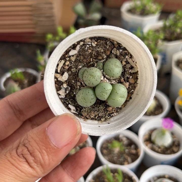 064 荧光玉多肉植物