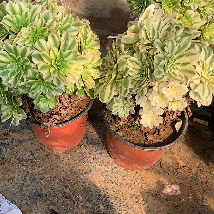 多肉植物金丝日翠9号