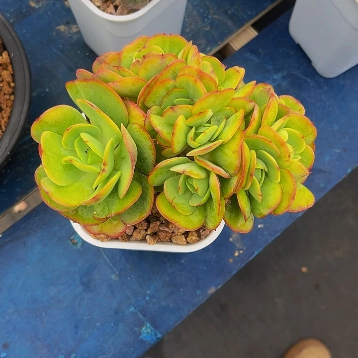 多肉植物碧桃缀化