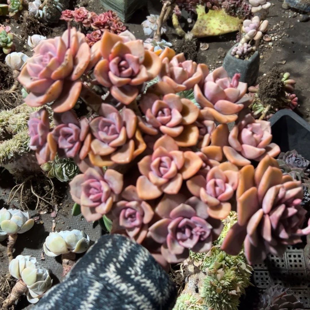 彩虹糖38 零零多肉植物