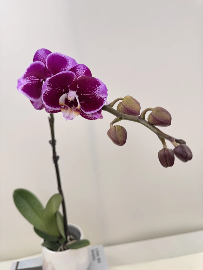蝴蝶兰【金财主】鲜花盆栽室内观赏花花佛山基地直发好养易活