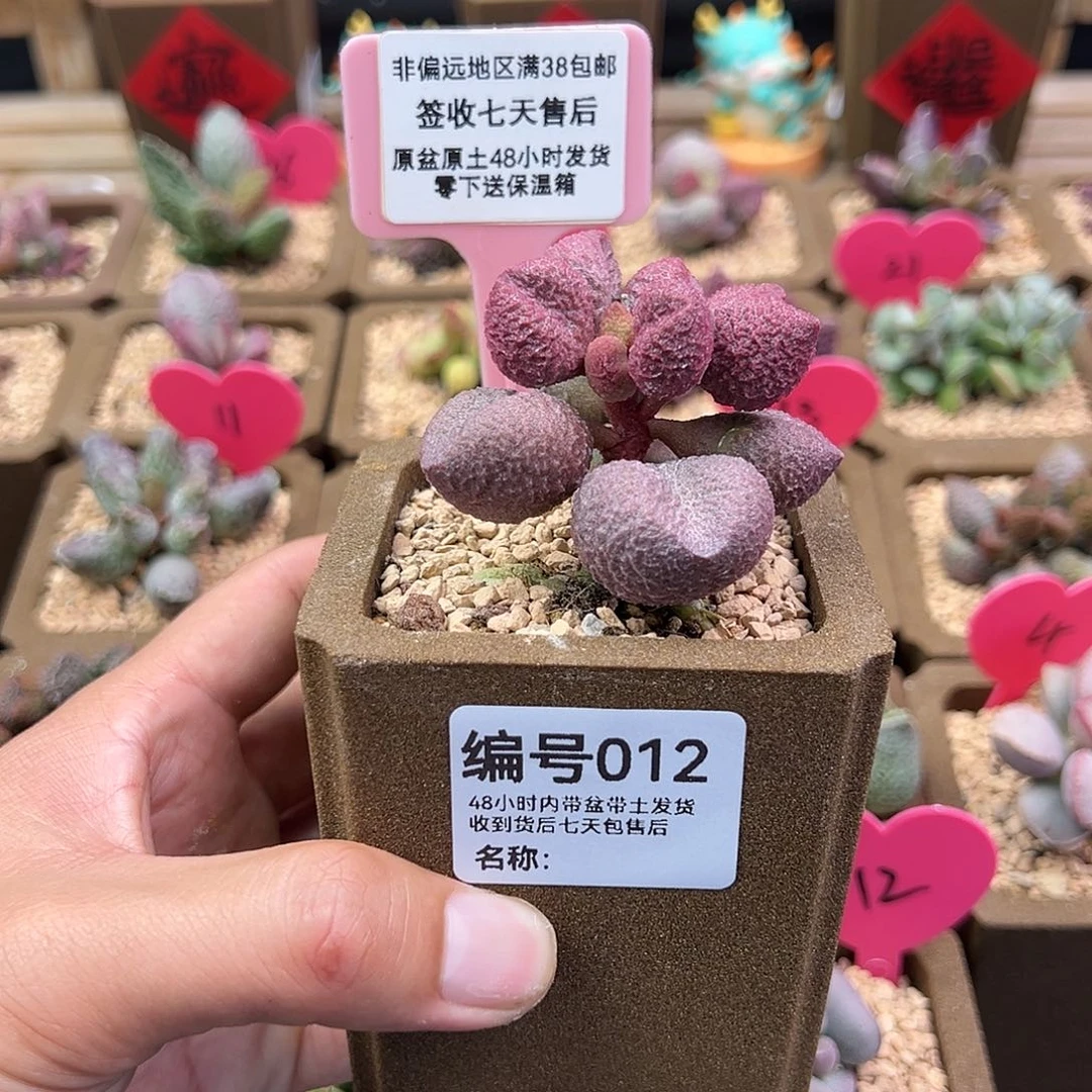 健***忙012水蜜桃水泡多肉