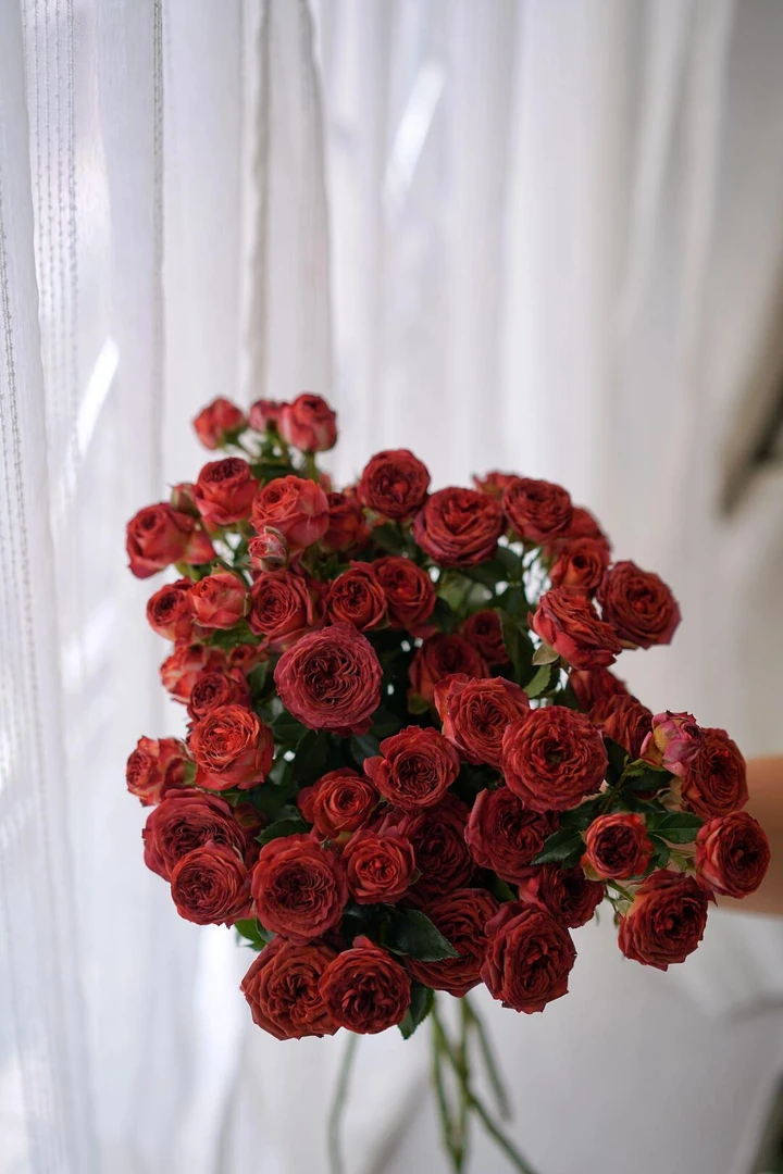 巧克力泡泡玫瑰-云南基地直发鲜花---2单送配草-3单送2支向日葵