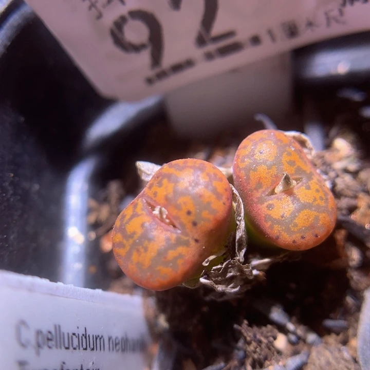 精品生石花222.92