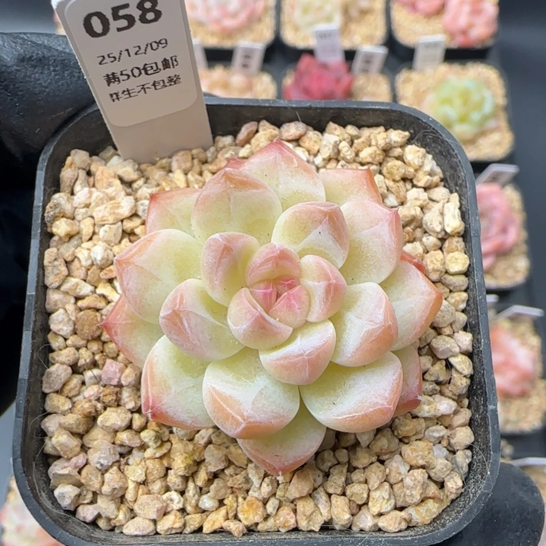 058   孤品  5厘米盆