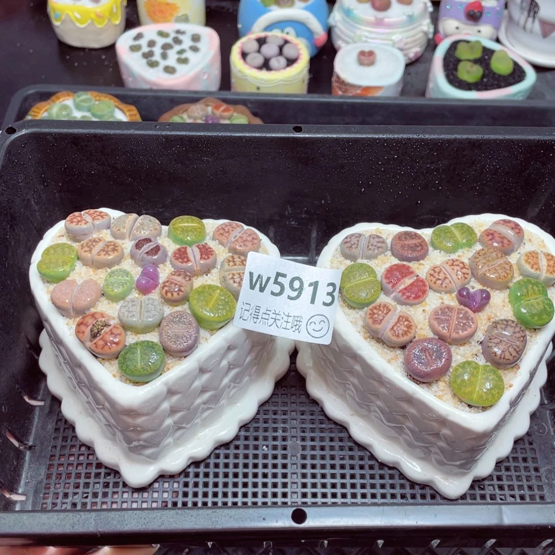 w5913心形盆一份一盆量拍