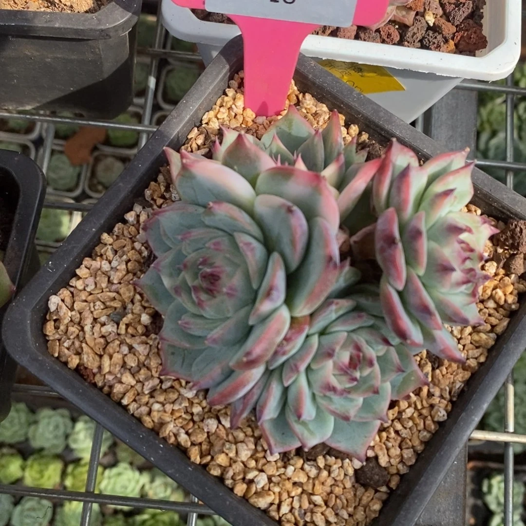 x048-多肉植物 吉娃娃锦