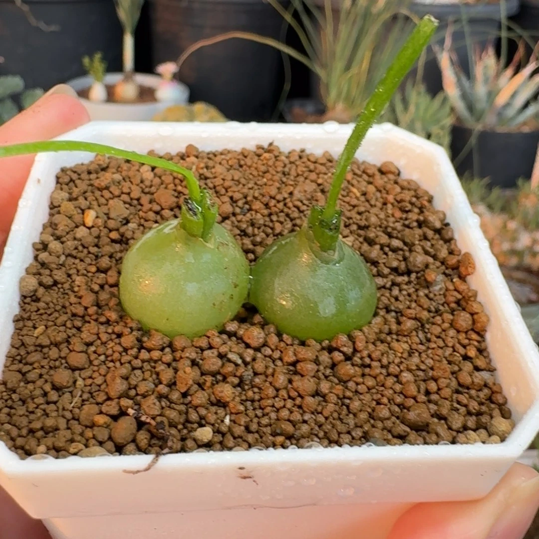 大苍角殿一物一拍多肉