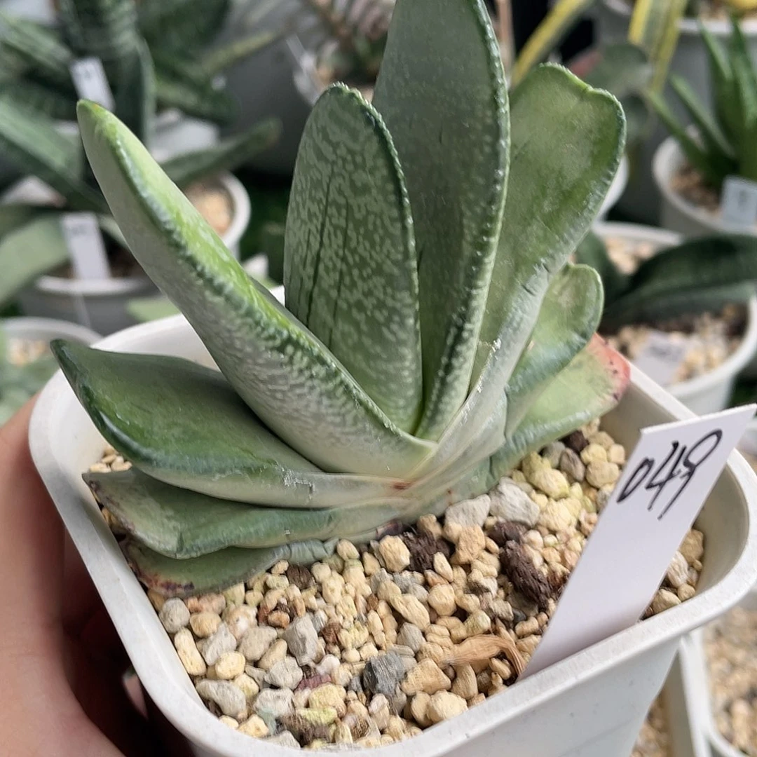 049号脱土发货111