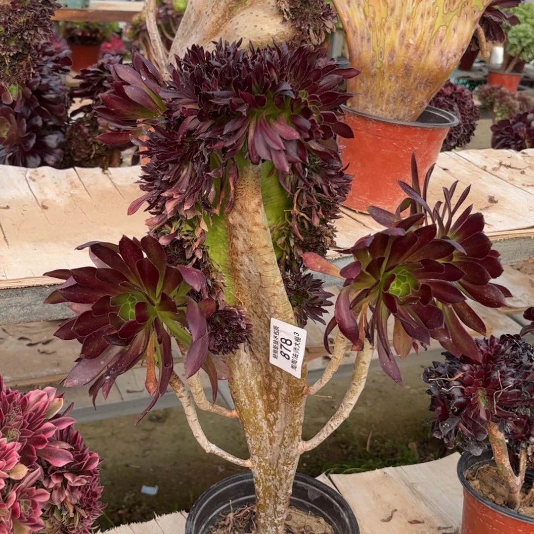 878黑法师缀化多肉植物法师