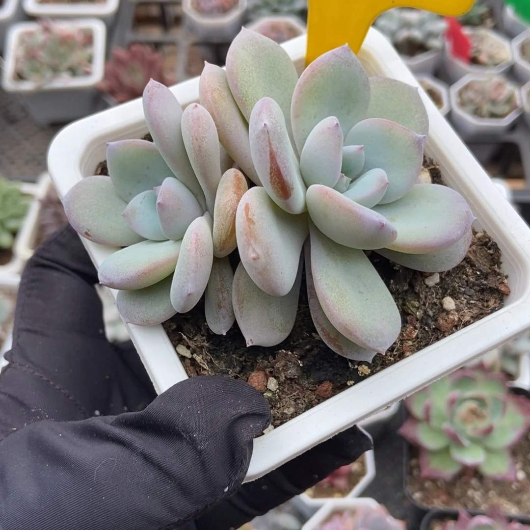 916奶茶多肉植物多肉