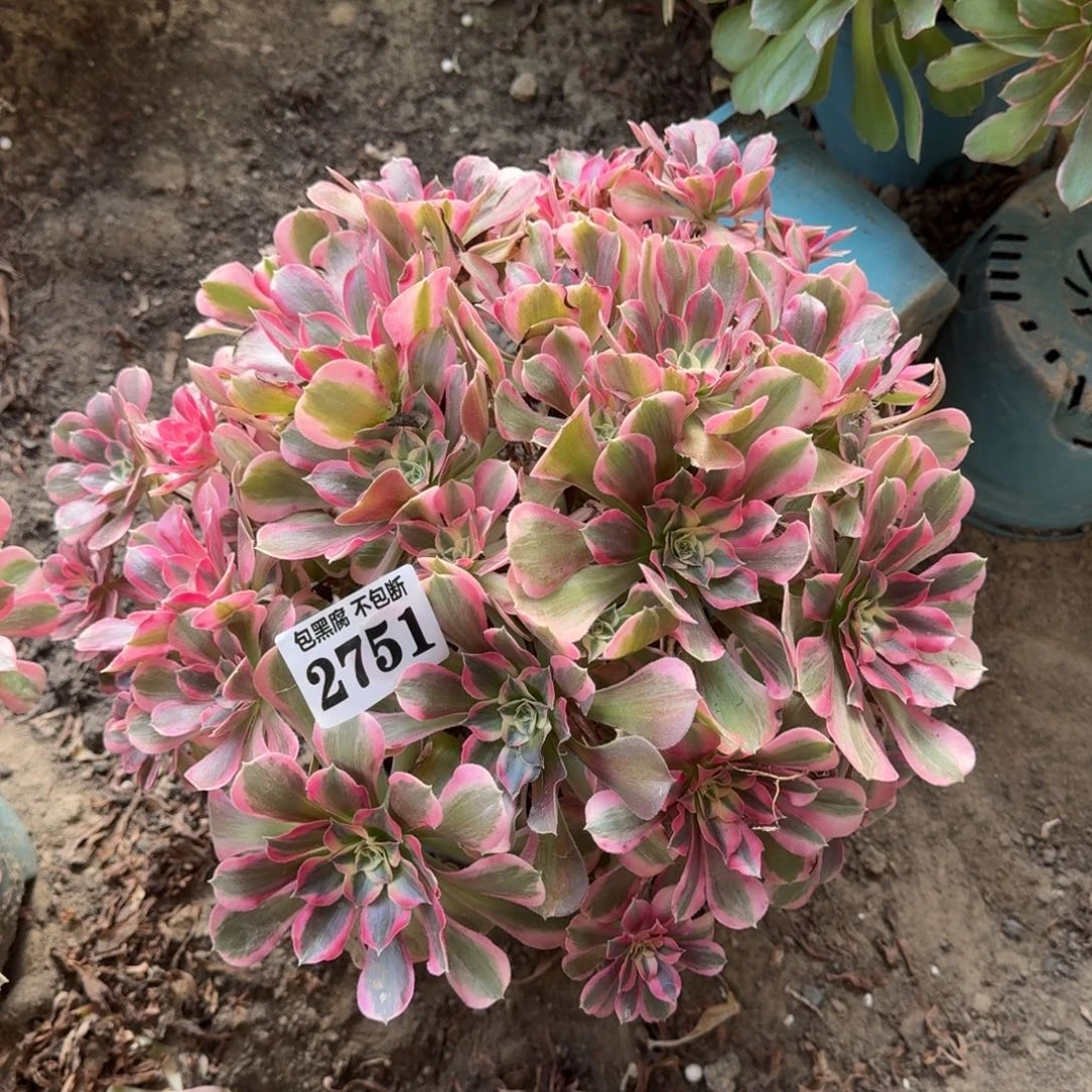 18-49法师少女2751