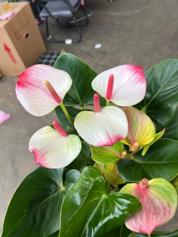 红掌盆栽【红唇】室内盆栽