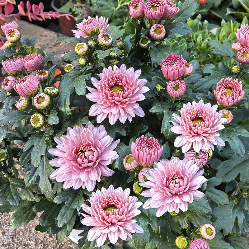 蒙娜丽莎小雏菊(颜色渐变 花期长 颜值高)庭院阳台开花植物