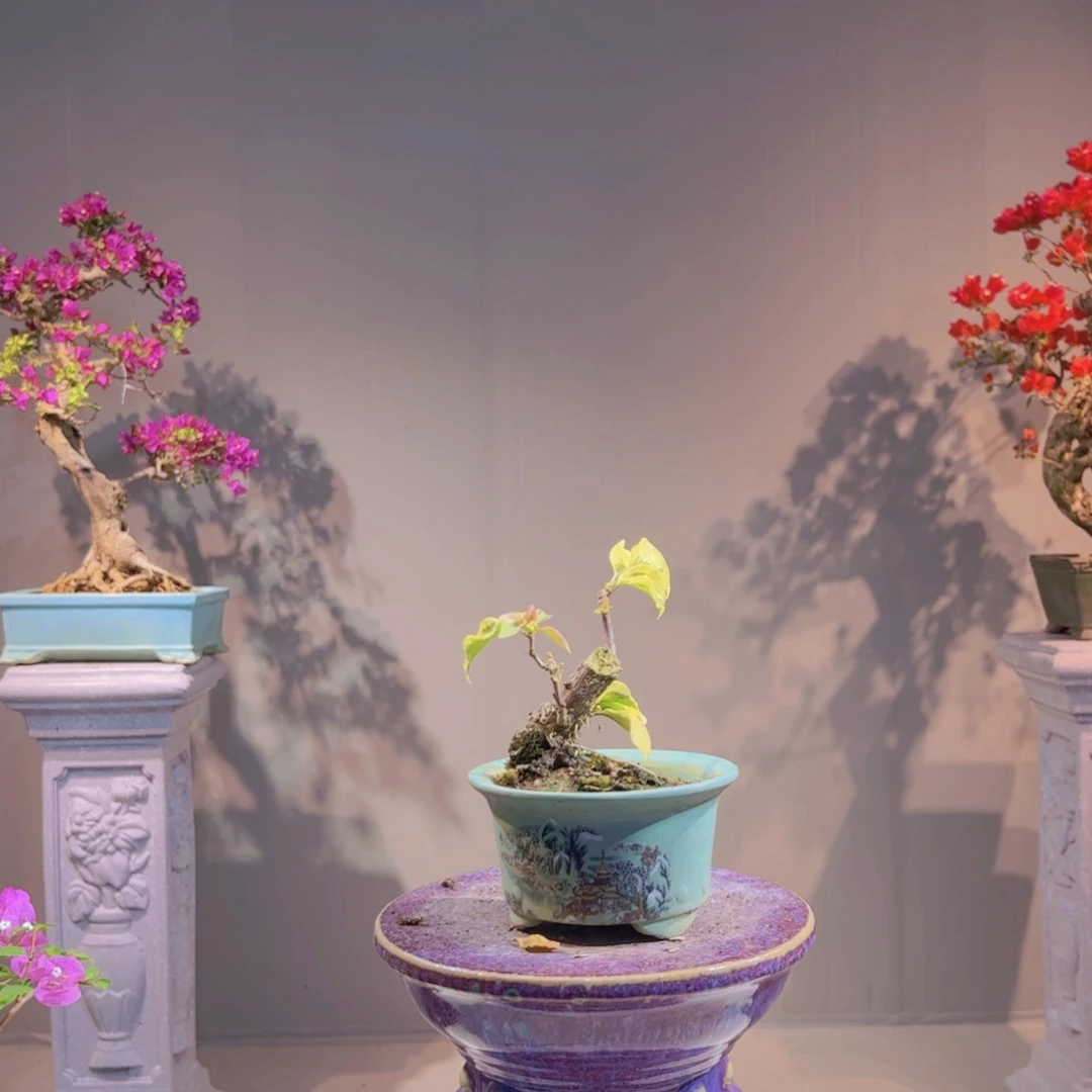 无花朵花888888888