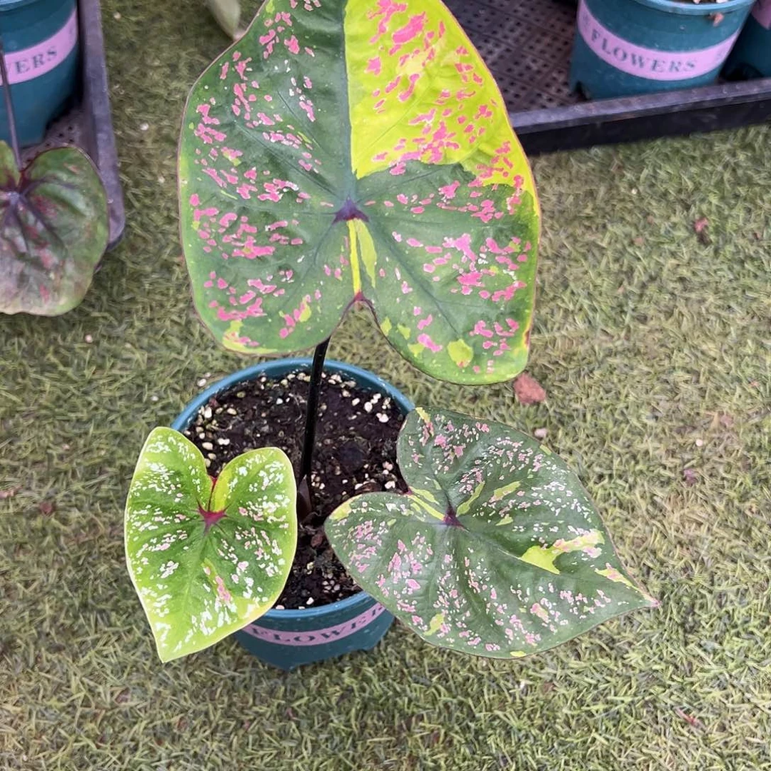 无花朵莫奈泰彩养定23