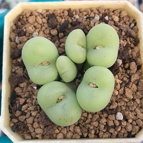 多肉肉锥 园艺空卡佛