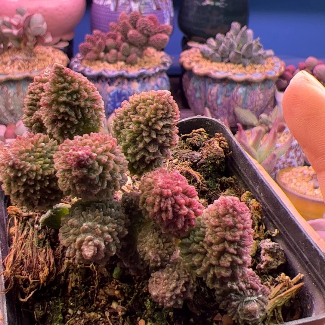 随***缘你是我老婆的一个