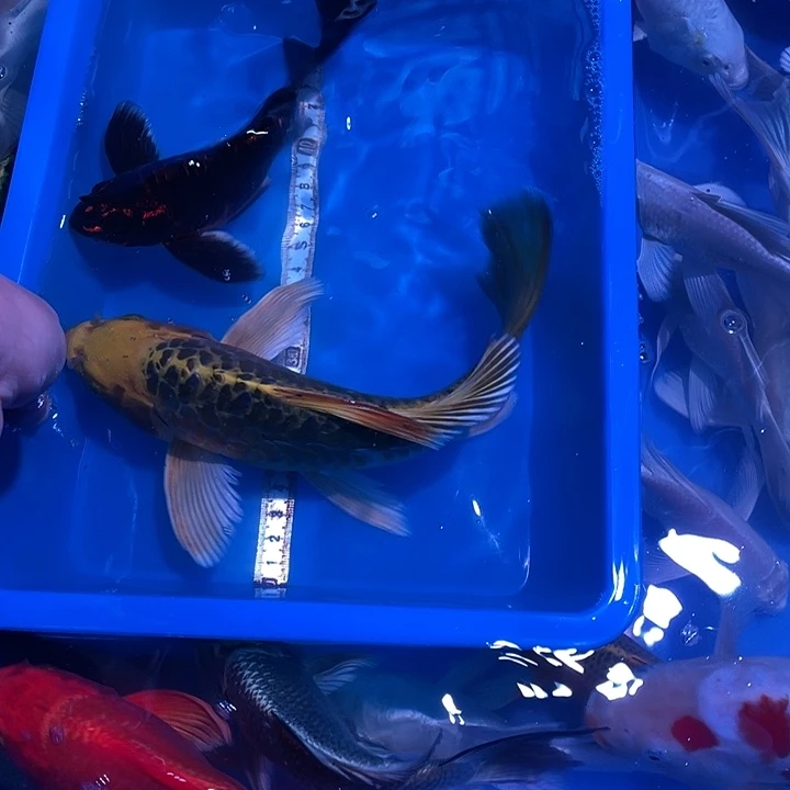 海水鱼观赏鱼精品