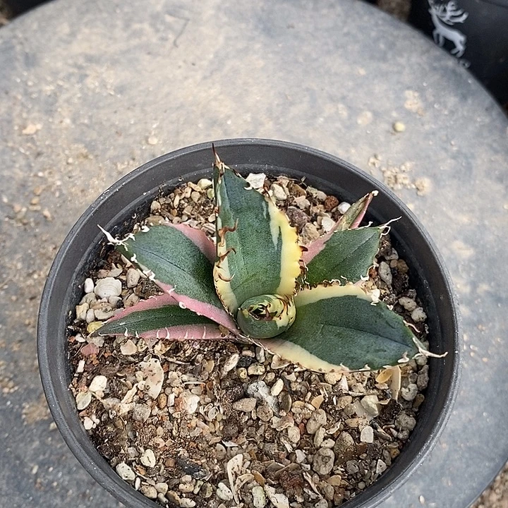 龙舌兰科白鲸一个