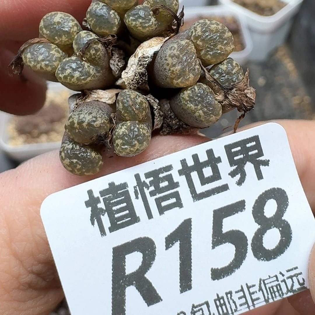 多肉植物的润泽ddw
