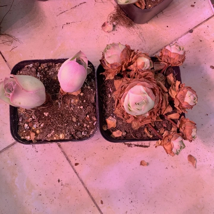 一物一拍组合福利219