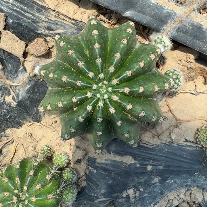 314实生彩草短刺8公分左右斑，20包邮