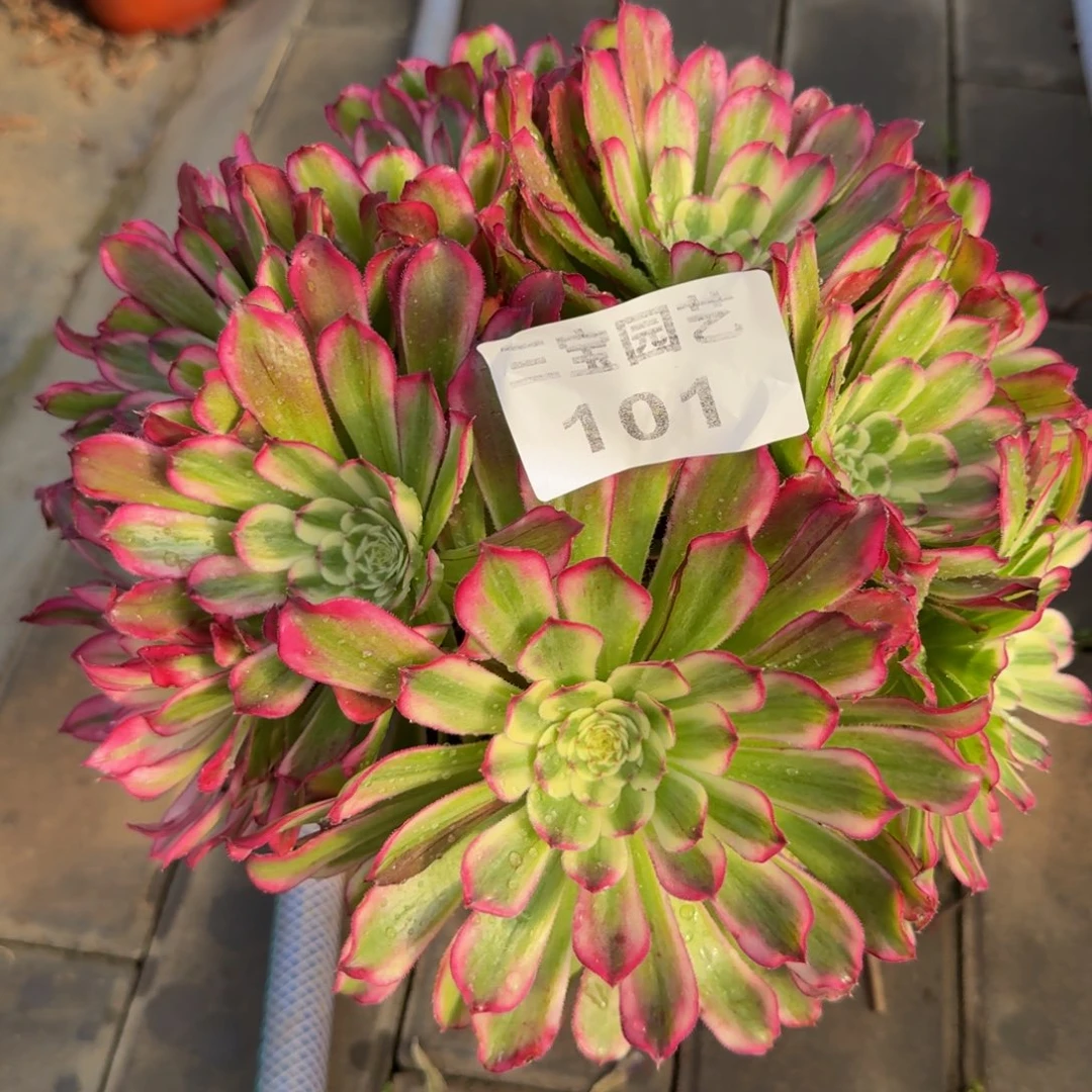 大*礁多肉植物101水木年华