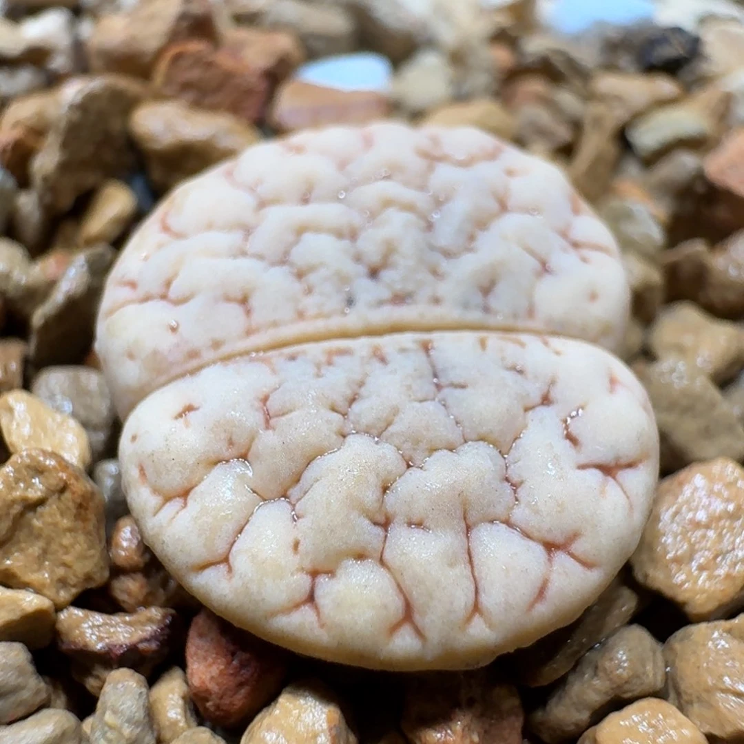 4**30114-66荒玉189