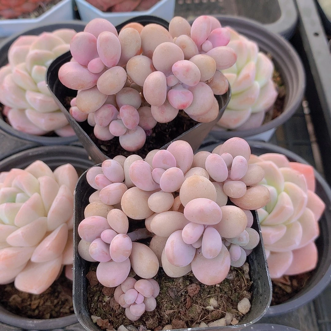 4头桃蛋34567899900
