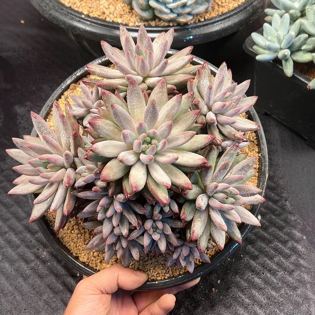 【闪购商品】流沙虞美人大群