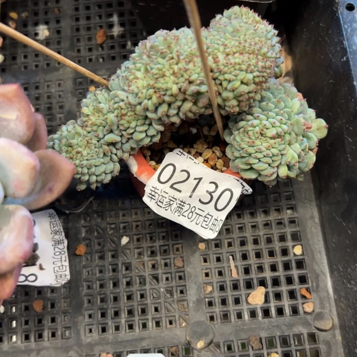 1****幸运的人会遇到你喜欢幸运