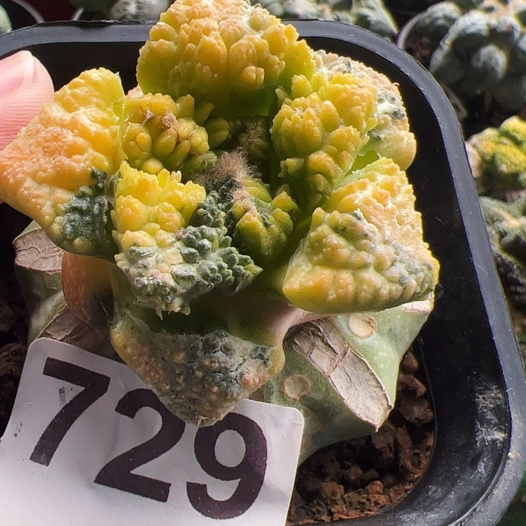 无花朵福利龟甲牡丹锦729