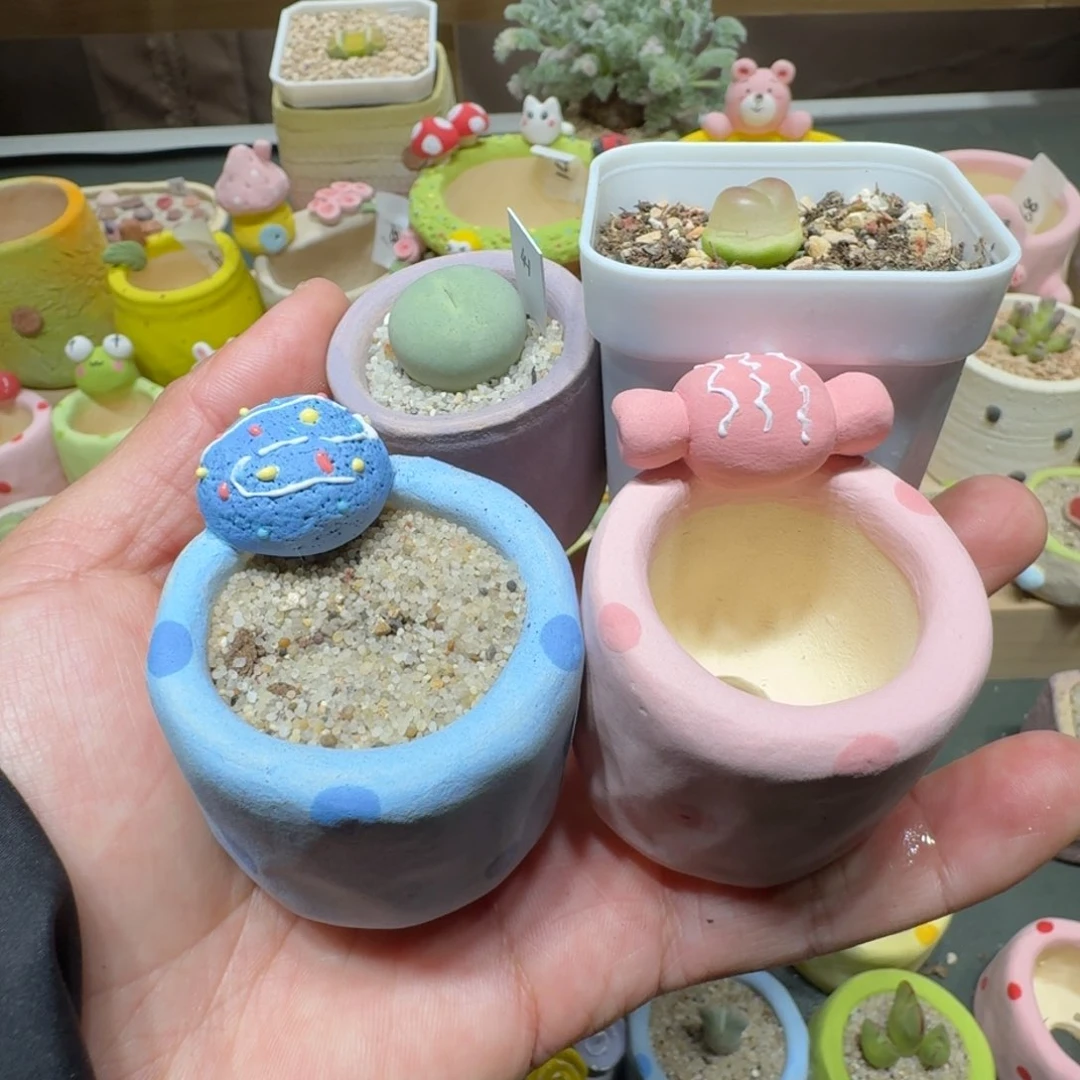 红陶凉**糕蘑菇236花和花盆