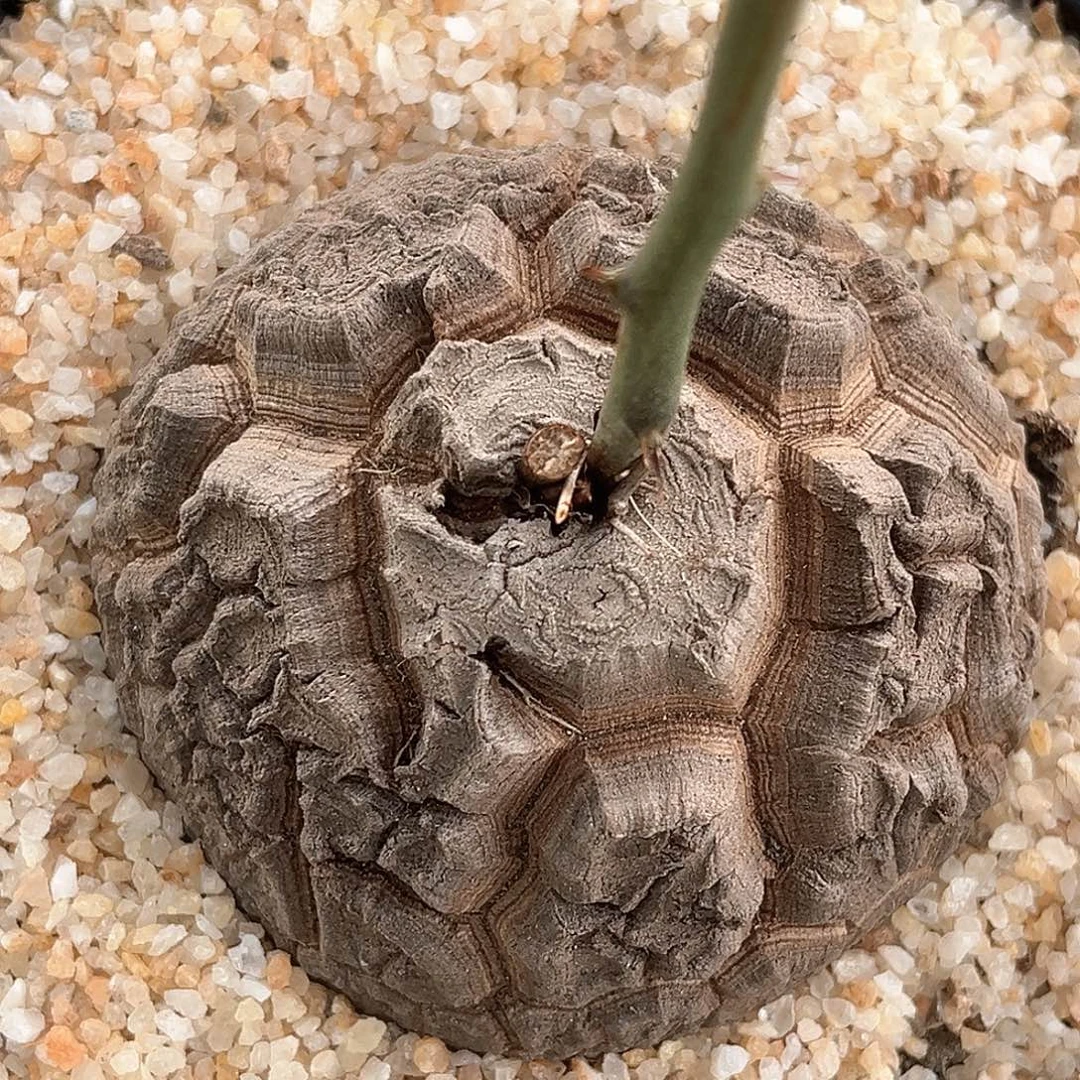 潮流植物 龟甲龙 天眼大甲