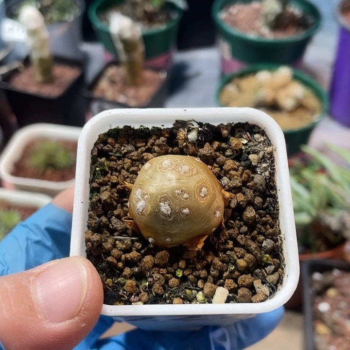 227格加厚墩菊块根