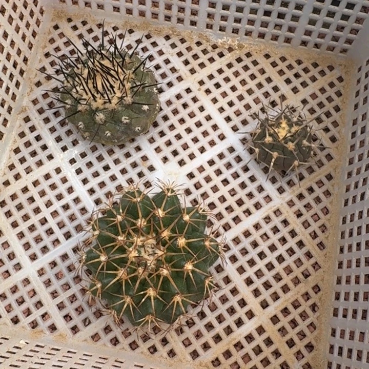 框拍福利12，不退不换，微瑕疵