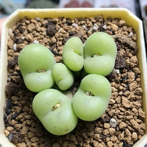 多肉肉锥 园艺空卡佛