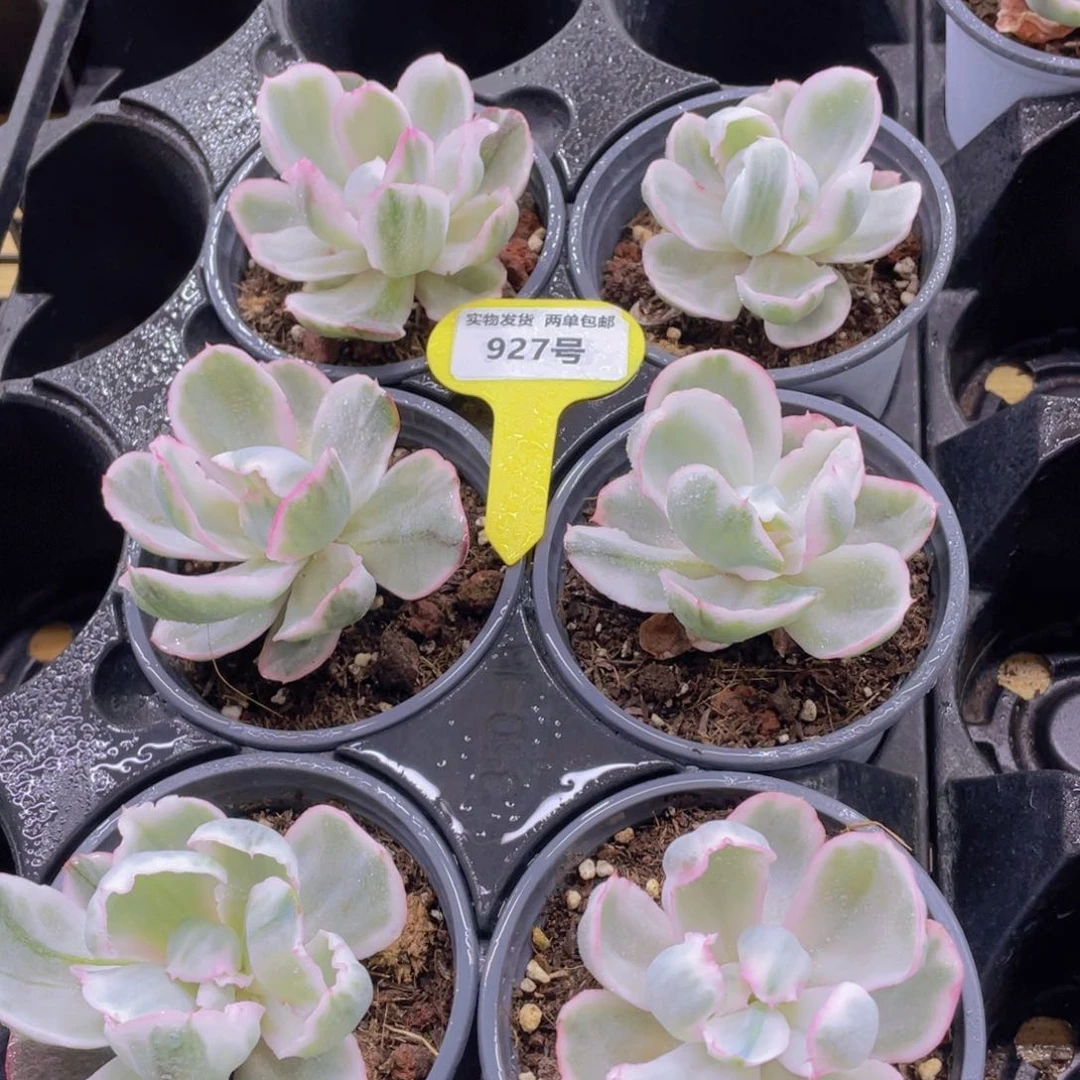 927号 精品伯克利锦单头一个