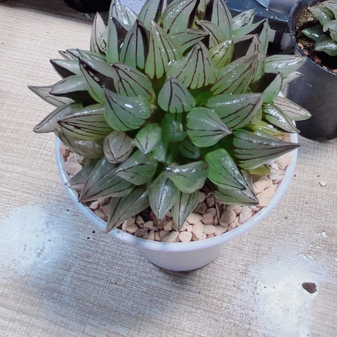 母本西瓜寿多肉植物66666