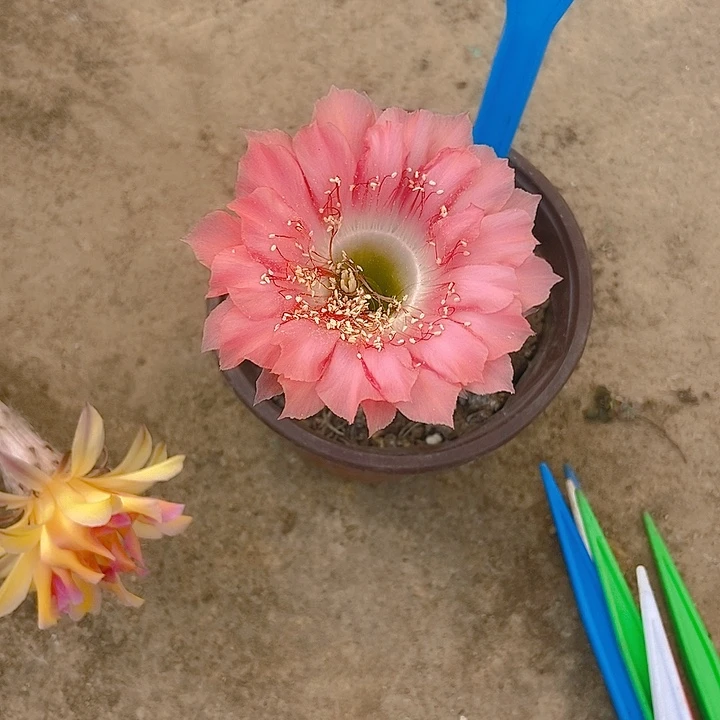 。***袁仙人掌一5摘花脱土发货