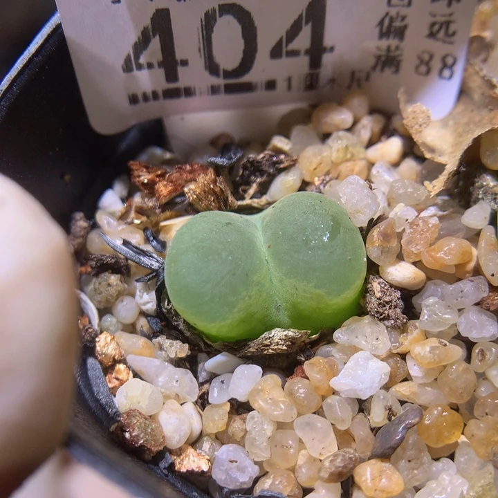 精品生石花35.404