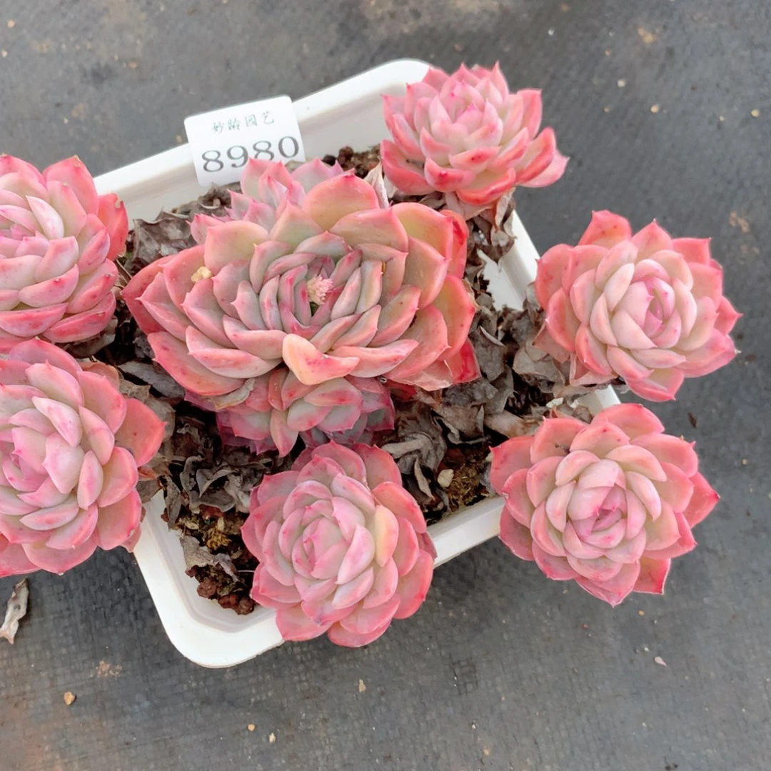 8980杂交多肉植物基地